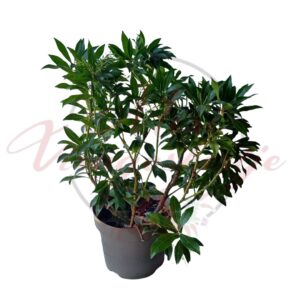 Japán babérhanga (Pieris japonica) – örökzöld cserje fehér virágfüzérekkel és piros hajtásokkal