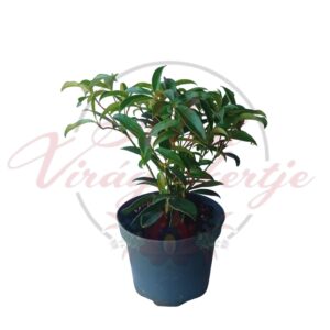 Japán dérbabér (Skimmia Japonica " Goldrie's Dwarf ")