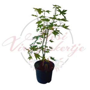 Sárgászöld levelű japán juhar (Acer palmatum 'Orange Dream')
