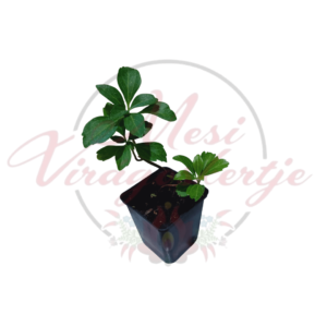 Japán kövérke (Pachysandra terminalis)