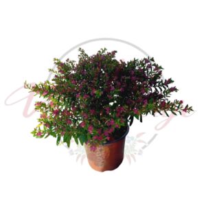Japán mirtusz (Cuphea hyssopifolia)