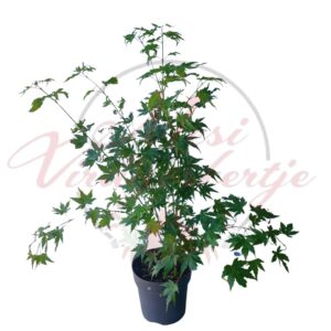 Juharfa (Acer palmatum 'Going Green')