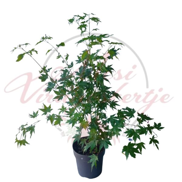 Juharfa (Acer palmatum 'Going Green')