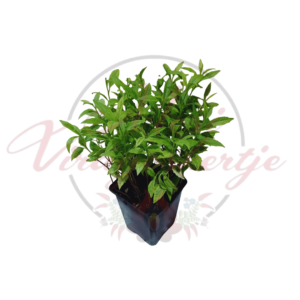 Tarka kalimerisz – Kalimeris yomena 'Shogun' fiatal növény