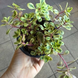Kamcsatkai varjúháj – Sedum kamtschaticum ‘Variegatum’