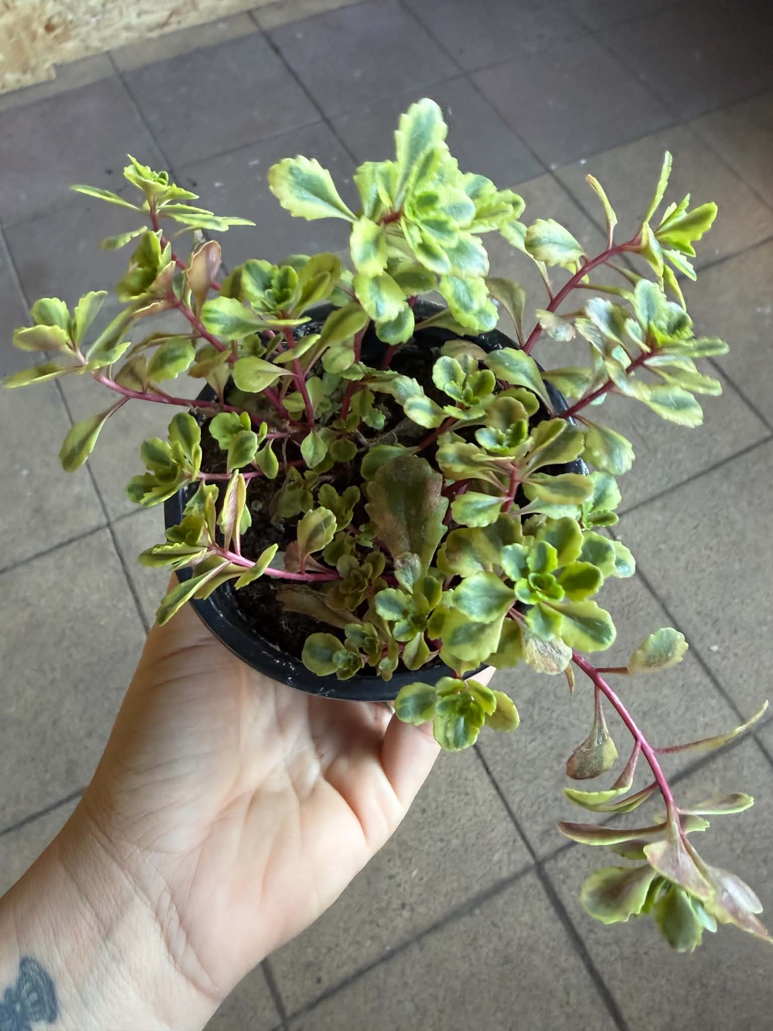 Kamcsatkai varjúháj – Sedum kamtschaticum ‘Variegatum’