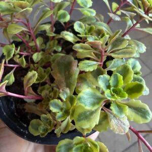 Sedum kamtschaticum ‘Variegatum’ tarka lombú kamcsatkai varjúháj cserépben