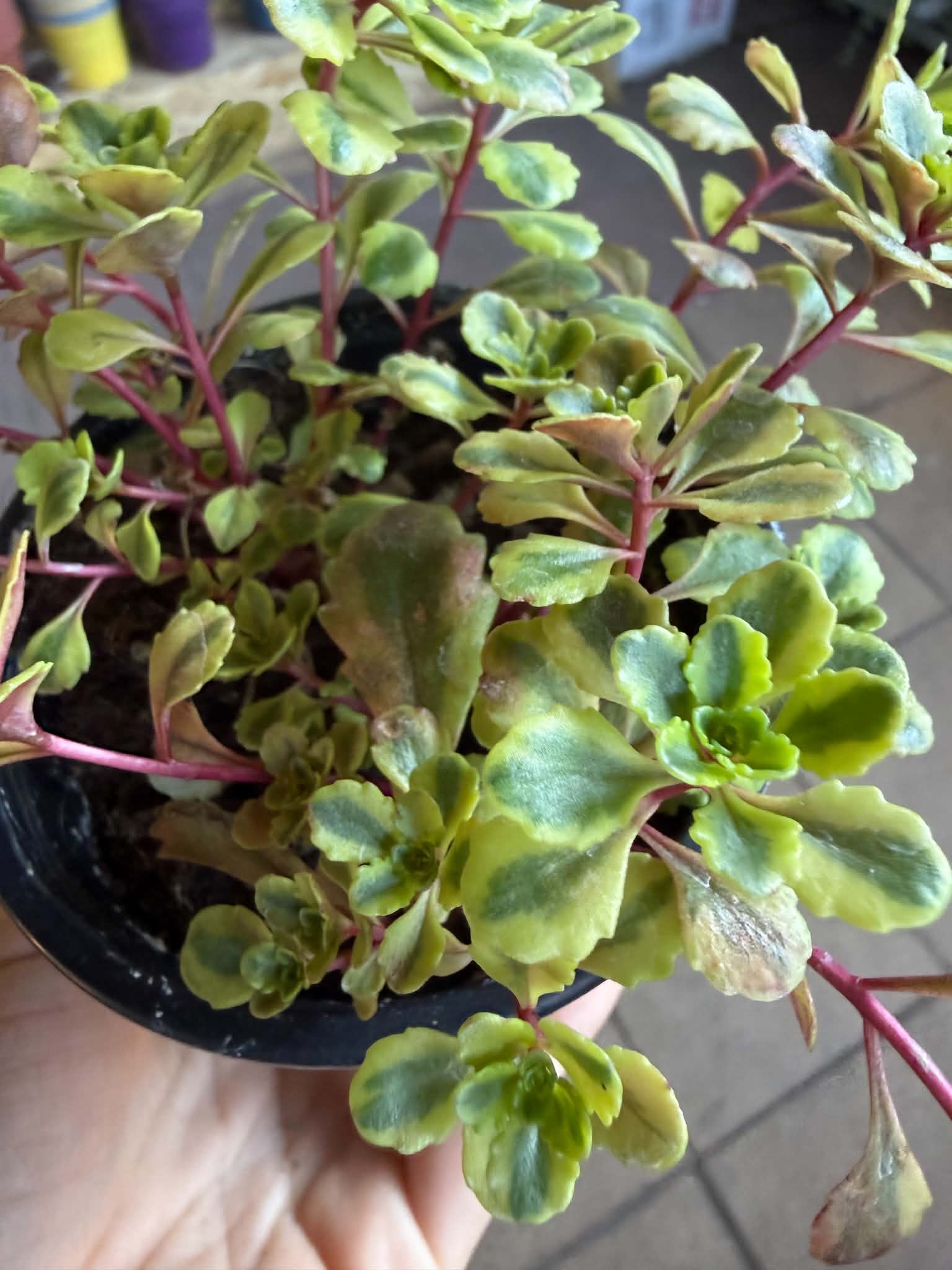 Sedum kamtschaticum ‘Variegatum’ tarka lombú kamcsatkai varjúháj cserépben