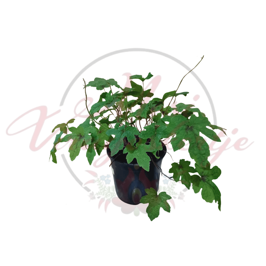 Karéjos turbántok – Tiarella 'Spring Symphony' fiatal növény