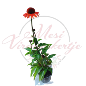 Kasvirág (Echinacea 'Hot Summer)