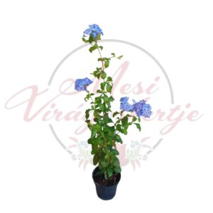 Kék ólomvirág (Plumbago auriculata)