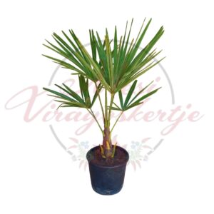 Kínai kenderpálma (Trachycarpus fortunei)
