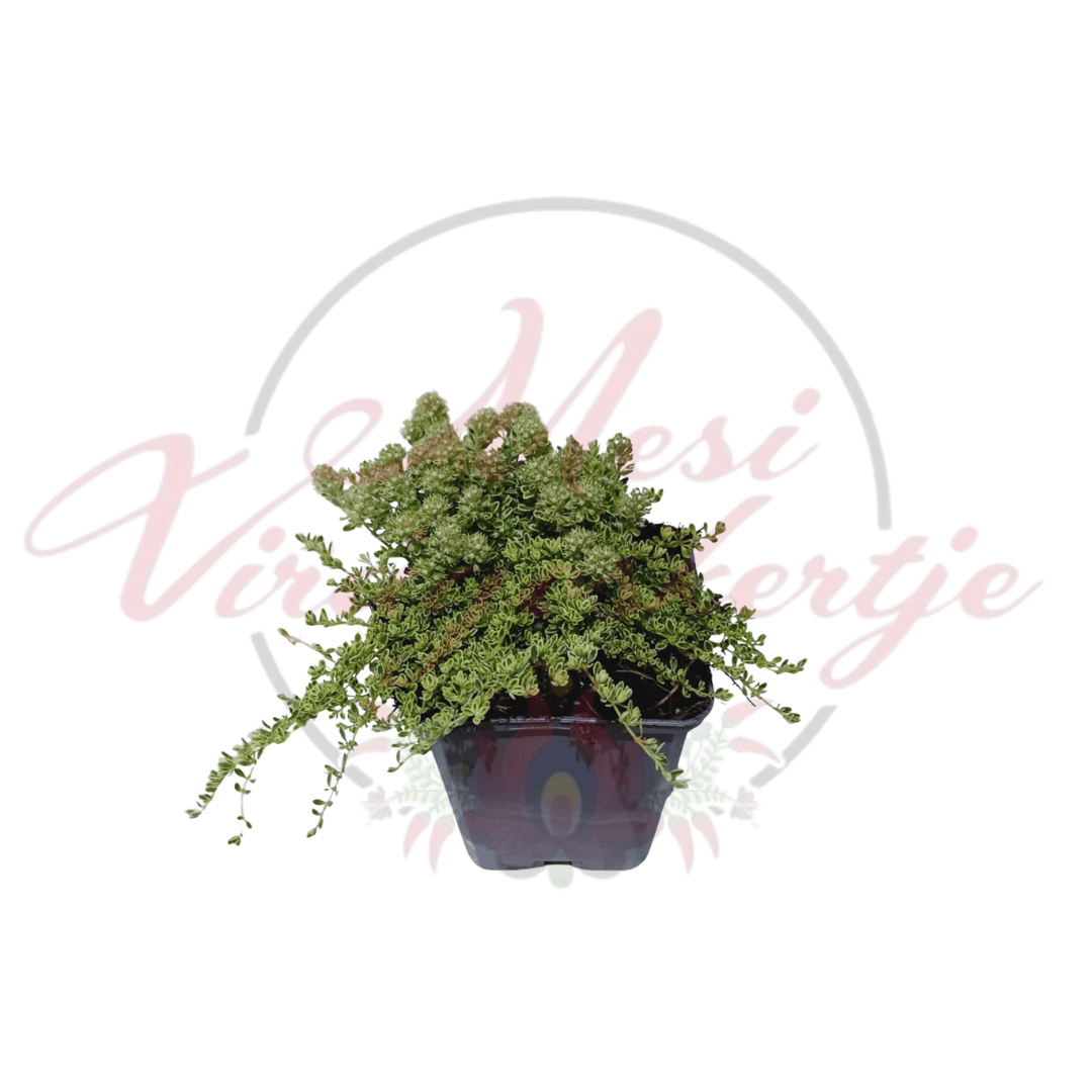 Kúszó kakukkfű vagy tarka levelű korai kakukkfű - Thymus praecox 'Highland Cream'