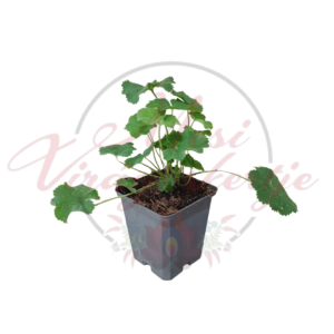 Lágyszőrű palástfű - Alchemilla mollis