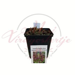 Lándzsalevelű verbéna Verbena hastata Blue fiatal növény cserépben