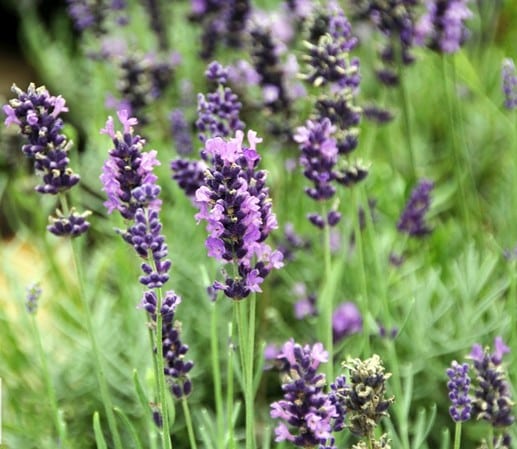 Levendula többféle - Image 4
