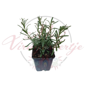 Levendula – többféle levendulafajta fiatal növény