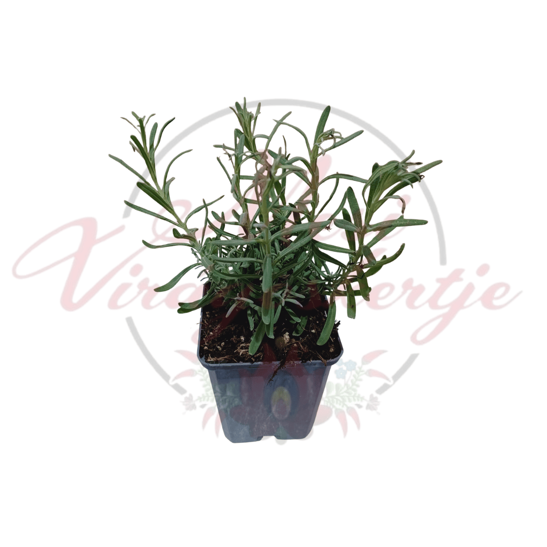 Levendula – többféle levendulafajta fiatal növény