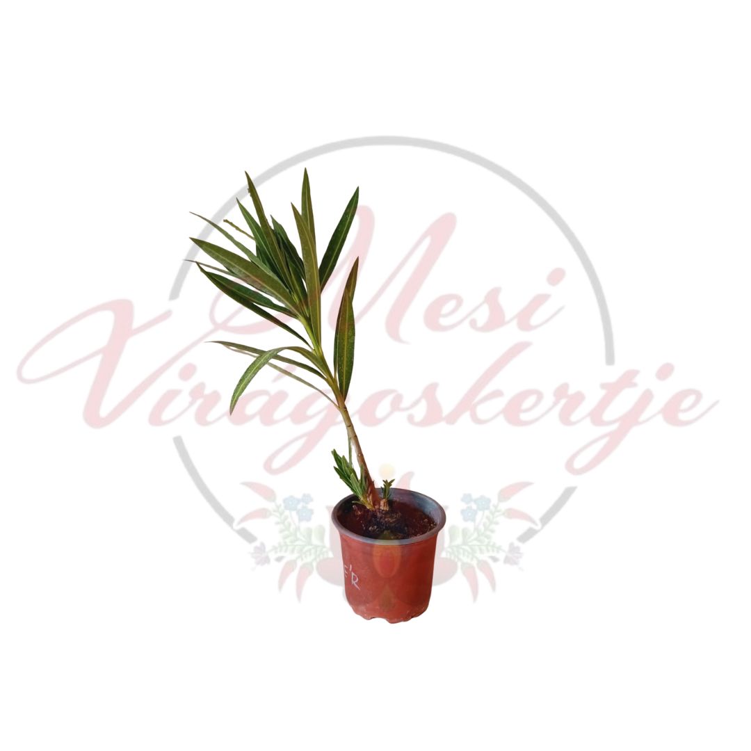 Fehér leander (Nerium oleander ‘White’) cserepes növény