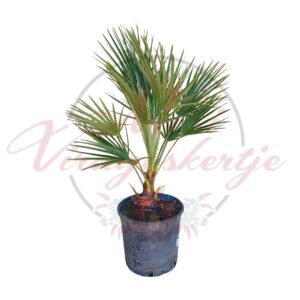 Lószőrpálma (Chamaerops humilis)