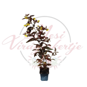 Bordó lombú lizinka - Lysimachia ciliata 'Firecracker'