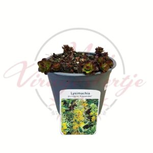 Pettyegetett lizinka Lysimachia punctata Alexander tarka levelű évelő növény cserépben