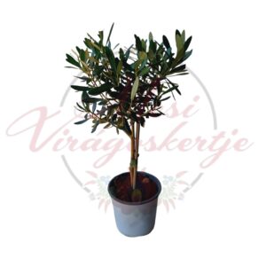 Olajfa (Olea europaea)