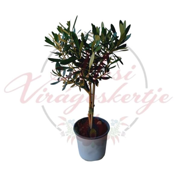 Olajfa (Olea europaea)