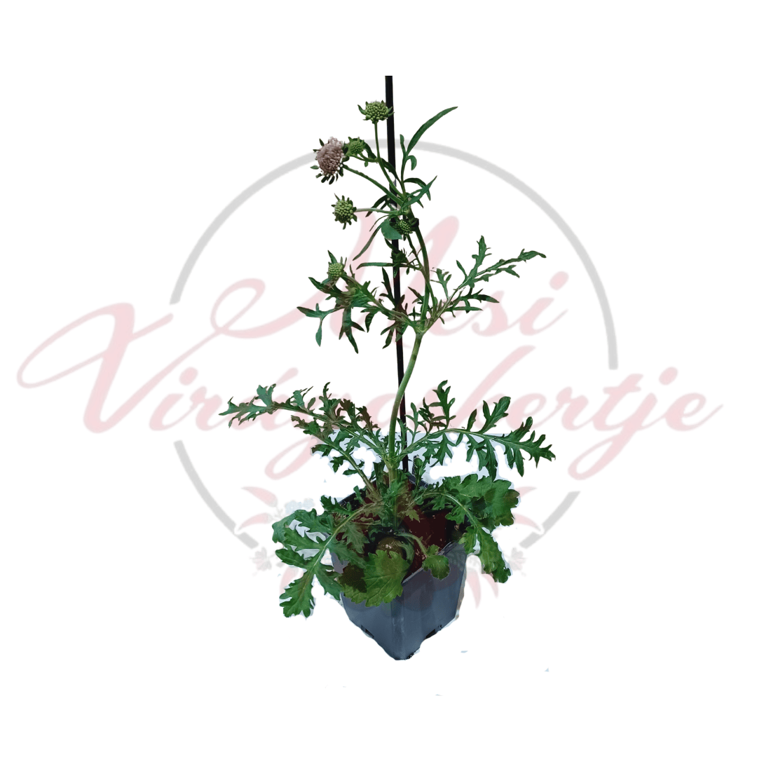 Rózsaszín ördögszem – Scabiosa columbaria 'Pink Mist' fiatal növény cserépben