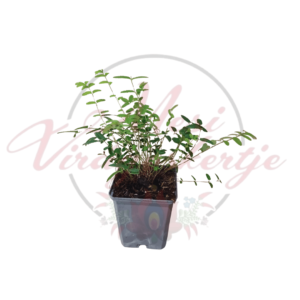 Őszi vérfű - Sanguisorba officinalis 'Pink Tanna'