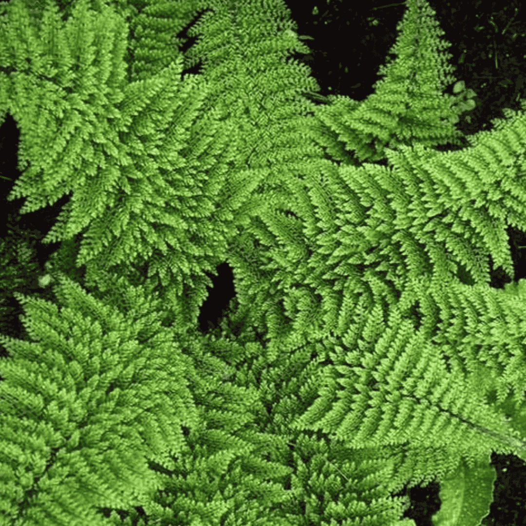 Díszes vesepáfrány - Polystichum setiferum 'Plumoso-densum' - Image 2