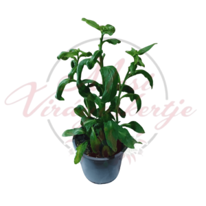 Pompás lobélia – Lobelia speciosa 'Starship F1 Blue' fiatal növény