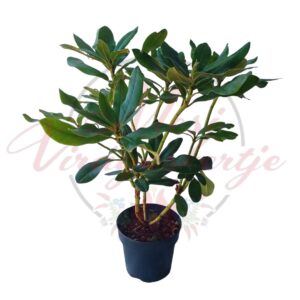 Rhododendron
