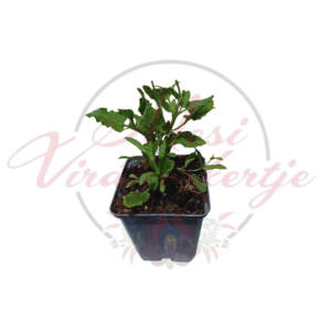 Ligeti zsálya – Salvia nemorosa 'Schneehügel' fiatal növény