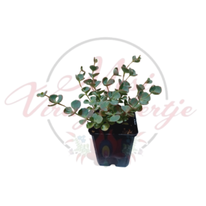 Októberi varjúháj (Sedum sieboldii)