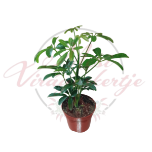 Sugár arália – Schefflera arboricola