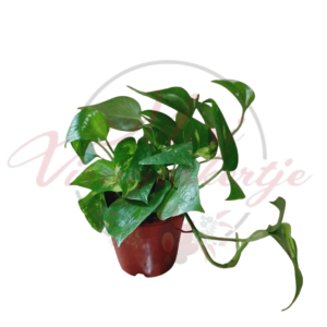 Szobafutóka többféle - Epipremnum aureum