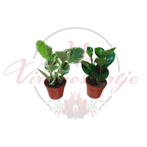 Kereklevelű törpebors – Peperomia obtusifolia