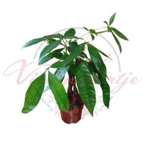 Vadkakaó – Pachira aquatica