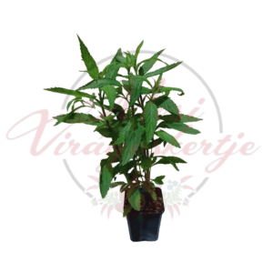 Dúsvirágú rózsaszín verbéna - Verbena hastata 'Rosea'