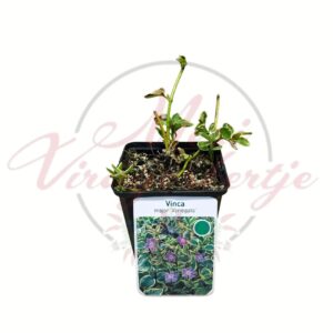 Tarka meténg Vinca major Variegata talajtakaró évelő növény cserépben