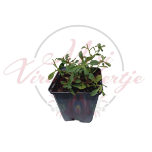 Wulfen ternye – Alyssum wulfenianum cserépben