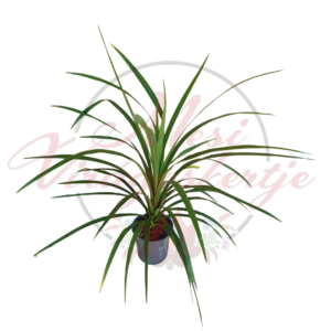 Zöld bunkóliliom (Cordyline australis 'Green')