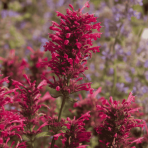 Izsópfű ‘Morello’ (Agastache aurantiaca 'Morello') élénkpiros virágai közelről, háttérben elmosódott lila és zöld lombozat.