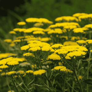 Közelkép a virágzó 'Moonshine' cickafarkról (Achillea 'Moonshine') élénksárga virágokkal, zöld háttér előtt