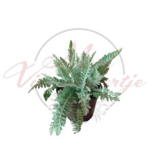 Achillea 'Moonshine' ('Moonshine' cickafark) kaspóban, zöld, páfrányszerű levelekkel, fehér háttér előtt