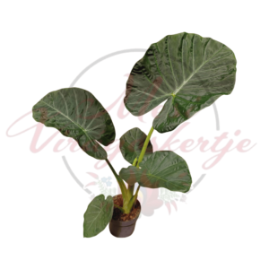 Alocasia 'Regal Shield' növény nagy, sötétzöld pajzs alakú levelekkel és világos erezettel