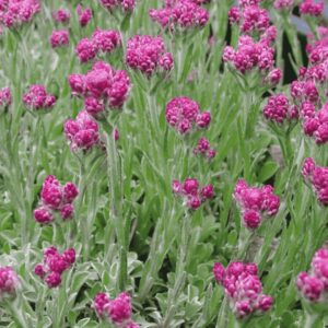 Antennaria dioica 'Alex Duguid' – rózsaszín parlagi macskatalp virágzó állapotban, zöld kerti háttérrel