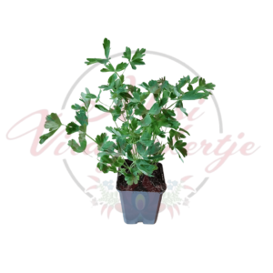 Aquilegia 'Red Hobbit' harangláb palánta zöld levelekkel, fekete műanyag cserépben, háttérben "Mesi Virágoskertje" logó vízjele látható