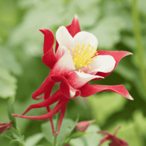 Aquilegia 'Red Hobbit' harangláb virág közelről – piros és fehér szirmok, sárga porzók, zöld háttérrel